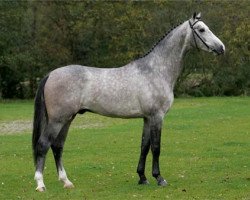 stallion Velazquez (KWPN (Royal Dutch Sporthorse), 2002, from Krack C)