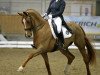 dressage horse Parole (Bavarian, 2004, from Pasolongo)