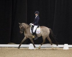 dressage horse Valentino (German Riding Pony, 2004, from Dornik-Double)