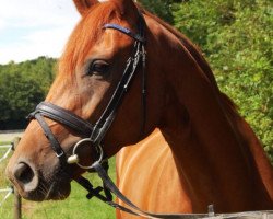 broodmare Lilactime (Westphalian, 2010, from Londonderry)