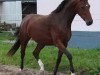 broodmare Dilaila (Oldenburg, 2011, from Decamerone 5)