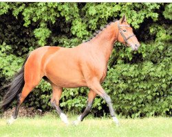 broodmare Davina (Hessian Warmblood, 2003, from Dartagnan)