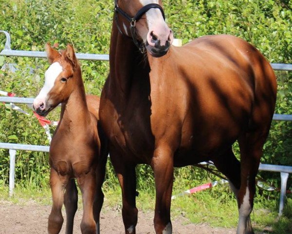 broodmare Winnipeg (Hanoverian, 1996, from Wolkenstein II)