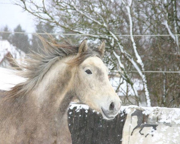 broodmare Saltadora (Andalusians/horse of pure Spanish race, 2011)