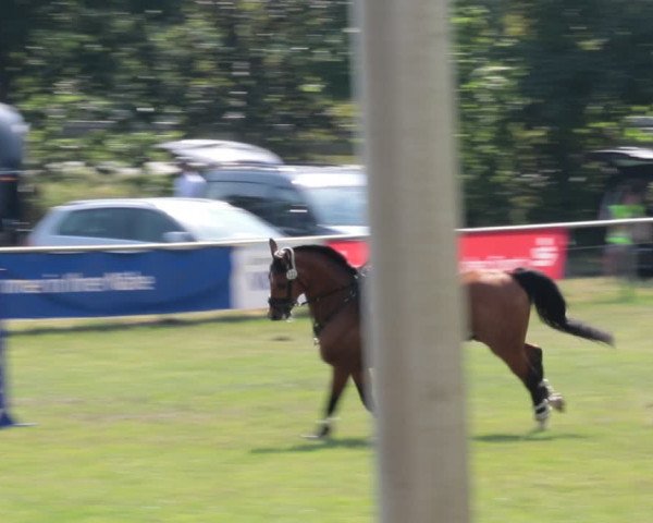 Reitturnier Nienburg 2021