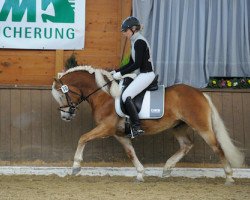 stallion Souvenier 10 (6,25% ox) (Edelbluthaflinger, 2009, from Sandor (6,25% ox))