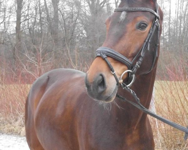 broodmare Saba (German Sport Horse, 2009, from San Muscadet)