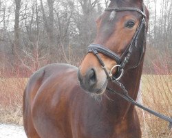 broodmare Saba (German Sport Horse, 2009, from San Muscadet)