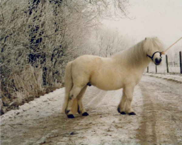 stallion Abdullah van Odoorn (Shetland pony (under 87 cm), 1986, from Romany Victory)