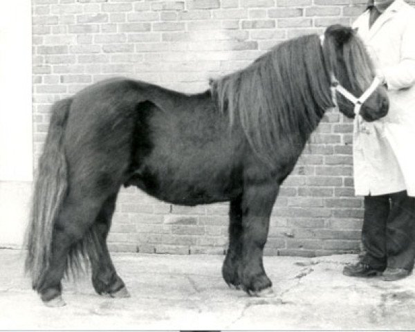 Deckhengst Solist van Spuitjesdom (Shetland Pony, 1981, von Rosengo of Transy)