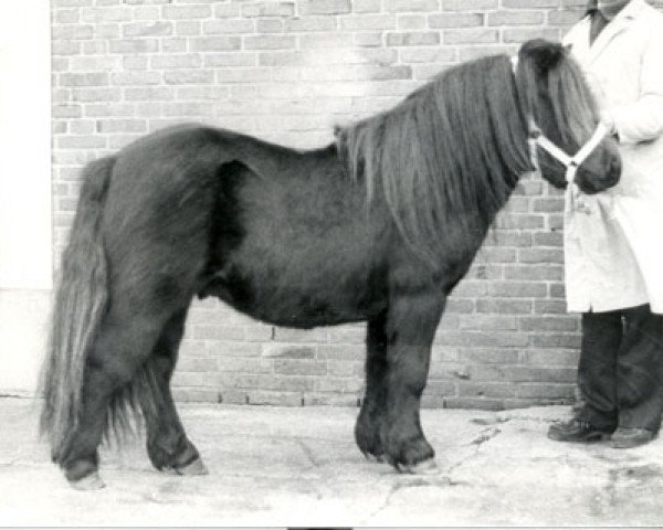 stallion Solist van Spuitjesdom (Shetland Pony, 1981, from Rosengo of Transy)