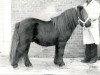 Deckhengst Solist van Spuitjesdom (Shetland Pony, 1981, von Rosengo of Transy)