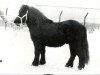 stallion Paradeur van Spuitjesdom (Shetland Pony, 1979, from Rosengo of Transy)