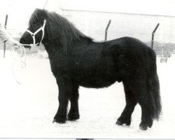 Deckhengst Paradeur van Spuitjesdom (Shetland Pony, 1979, von Rosengo of Transy)