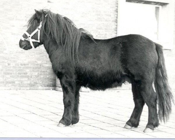 Deckhengst Octaaf van Spuitjesdom (Shetland Pony, 1978, von Rosengo of Transy)