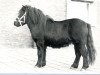 stallion Octaaf van Spuitjesdom (Shetland Pony, 1978, from Rosengo of Transy)