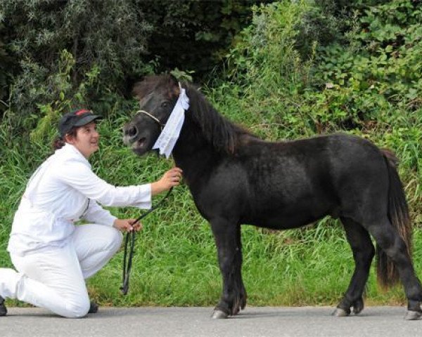 Pferd Golum v. Mumenthal (Shetland Pony, 2013, von Imago van de Spoorlaan)