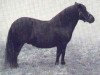 broodmare Merrylegs of Netherley (Shetland Pony, 1950, from Harviestoun Pippin)
