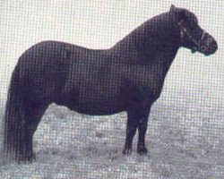 broodmare Merrylegs of Netherley (Shetland Pony, 1950, from Harviestoun Pippin)