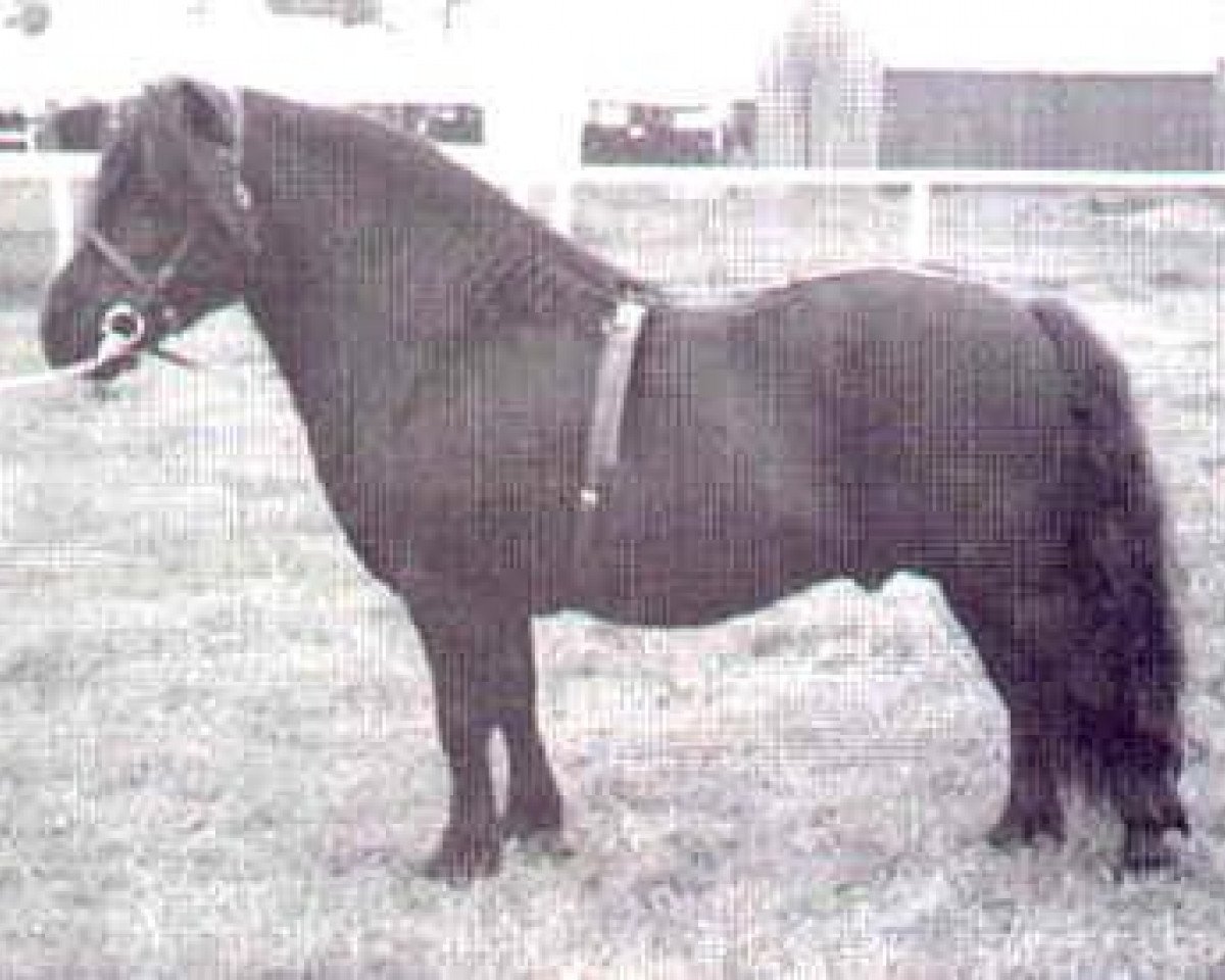 stallion Gay Gordon of Netherley (Shetland Pony, 1955, from Golden Glory of Netherley 1514)