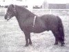 stallion Gay Gordon of Netherley (Shetland Pony, 1955, from Golden Glory of Netherley 1514)