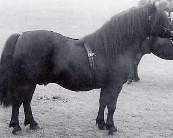 stallion Pericles of Netherley (Shetland Pony, 1964, from Gay Gordon of Netherley)