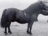 Deckhengst Pericles of Netherley (Shetland Pony, 1964, von Gay Gordon of Netherley)