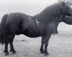 Deckhengst Pericles of Netherley (Shetland Pony, 1964, von Gay Gordon of Netherley)