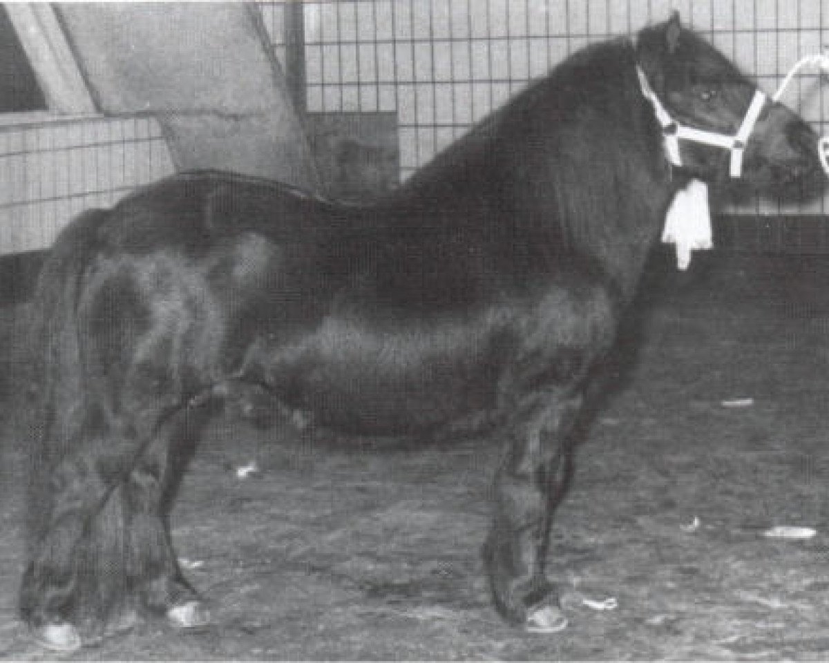 stallion Rosengo of Transy (Shetland Pony, 1972, from Pericles of Netherley)