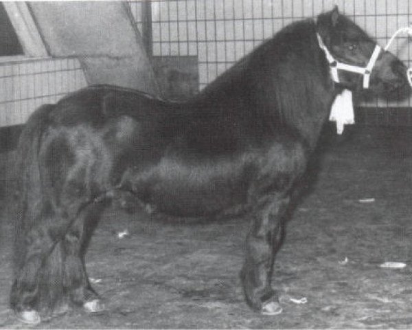 Deckhengst Rosengo of Transy (Shetland Pony, 1972, von Pericles of Netherley)