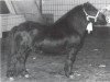 Deckhengst Rosengo of Transy (Shetland Pony, 1972, von Pericles of Netherley)