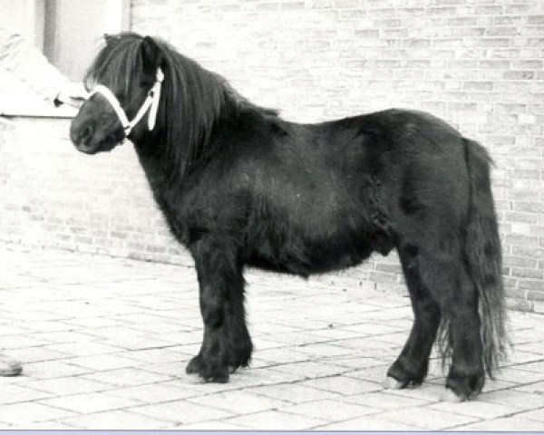 Deckhengst Ober van Spuitjesdom (Shetland Pony, 1978, von Rosengo of Transy)