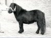 stallion Ober van Spuitjesdom (Shetland Pony, 1978, from Rosengo of Transy)