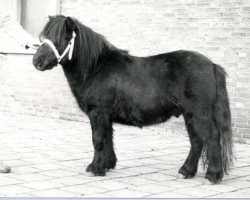 Deckhengst Ober van Spuitjesdom (Shetland Pony, 1978, von Rosengo of Transy)