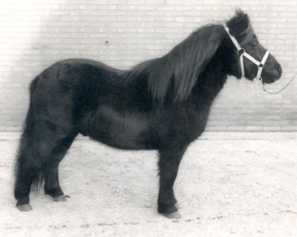 Deckhengst Noble van Spuitjesdom (Shetland Pony, 1977, von Wells Three Star)