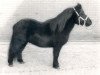 Deckhengst Noble van Spuitjesdom (Shetland Pony, 1977, von Wells Three Star)