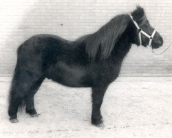 stallion Noble van Spuitjesdom (Shetland Pony, 1977, from Wells Three Star)