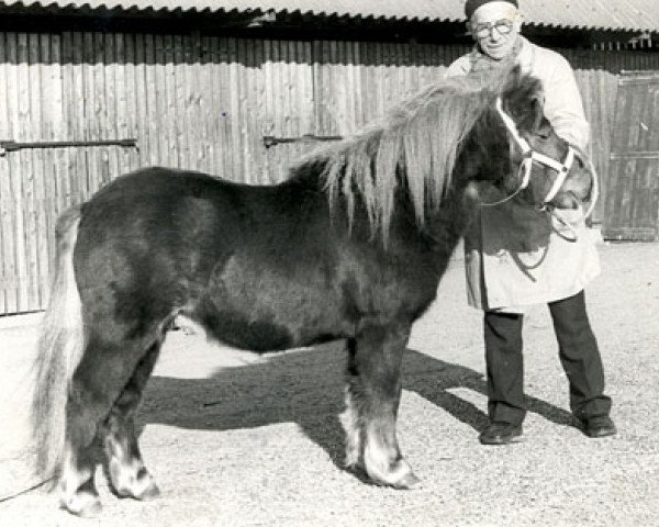Deckhengst Newcomer van Spuitjesdom (Shetland Pony, 1977, von Hassan van Bunswaard)