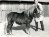 stallion Newcomer van Spuitjesdom (Shetland Pony, 1977, from Hassan van Bunswaard)