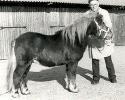 stallion Newcomer van Spuitjesdom (Shetland Pony, 1977, from Hassan van Bunswaard)