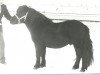stallion Mister van Spuitjesdom (Shetland Pony, 1976, from Highlander van Bunswaard)
