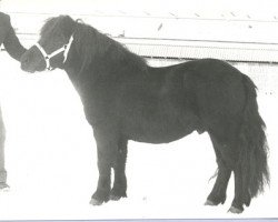 Deckhengst Mister van Spuitjesdom (Shetland Pony, 1976, von Highlander van Bunswaard)