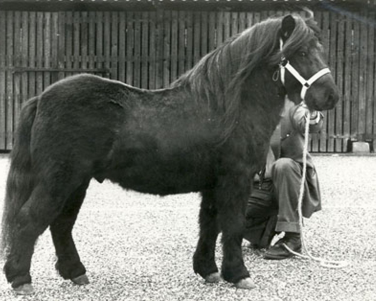 stallion Largo van Spuitjesdom (Shetland Pony, 1975, from Scurry of Marshwood)