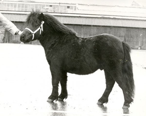 stallion Koen van Spuitjesdom (Shetland Pony, 1974, from Coen van Neer)