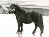 stallion Koen van Spuitjesdom (Shetland Pony, 1974, from Coen van Neer)