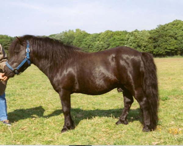 stallion Joliet van Spuitjesdom (Shetland Pony, 1973, from Coen van Neer)