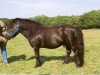 stallion Joliet van Spuitjesdom (Shetland Pony, 1973, from Coen van Neer)