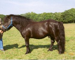 Deckhengst Joliet van Spuitjesdom (Shetland Pony, 1973, von Coen van Neer)