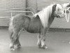 stallion Allright van Spuitjesdom (Shetland pony (under 87 cm), 1986, from Vorden Buddleia)