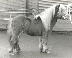 stallion Allright van Spuitjesdom (Shetland pony (under 87 cm), 1986, from Vorden Buddleia)